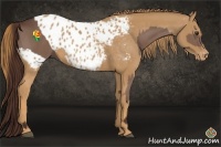 Horse Color:Liver Chestnut  and Chestnut Appaloosa 