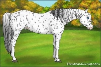 Horse Color:White Spotted Blue Roan Splash Appaloosa 