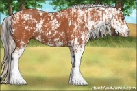 Horse Color:Silver Bay Sabino  and Bay Sabino 