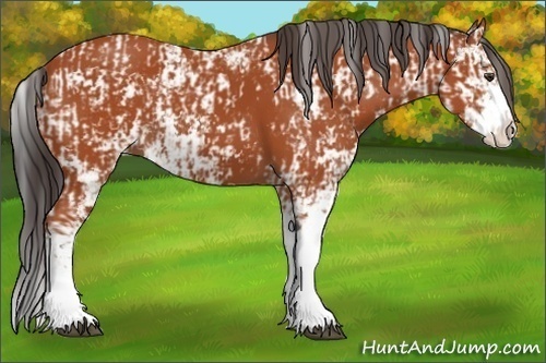 Horse Color:Bay Sabino  and Bay Sabino Splash 