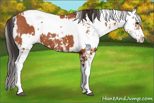 Horse Color:Bay Sabino and Bay Sabino