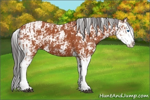 Horse Color:Bay Sabino Splash  and Bay Sabino Splash 