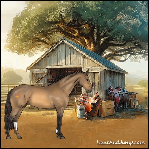 Horse Color:Buckskin 