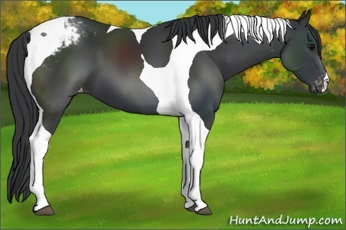 Horse Color:Black Tobiano Appaloosa 