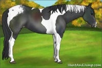 Horse Color:Black Tobiano Snowcap 