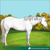 Horse Color:Classic Champagne Tobiano Appaloosa