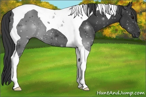 Horse Color:Black Tobiano 