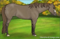 Horse Color:Smoky Grullo Varnish 