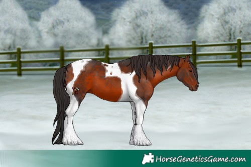 Horse Color:Brown Tobiano