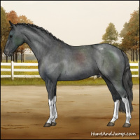Horse Color:Black Appaloosa
