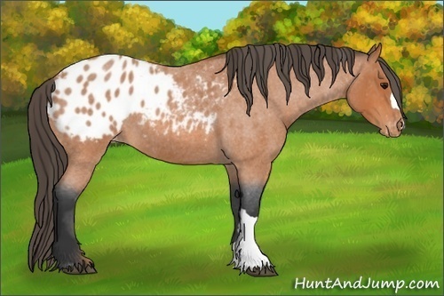 Horse Color:Bay Roan Appaloosa