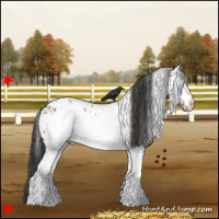 Horse Color:White Spotted Bay Appaloosa Rabicano 
