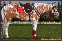 Horse Color:Bay Tobiano  and Silver Brown Sabino 