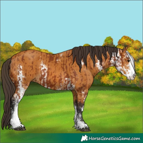 Horse Color:Bay Sabino and Buckskin Sabino