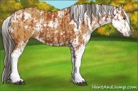 Horse Color:Bay Sabino  and Buckskin Sabino 