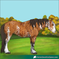 Horse Color:Bay Sabino  and Buckskin Sabino 