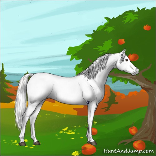 Horse Color:Gray Bay Sabino Appaloosa  and Gray Silver Bay Sabino Appaloosa 