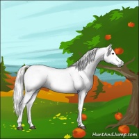 Horse Color:Gray Bay Sabino Appaloosa  and Gray Silver Bay Sabino Appaloosa 