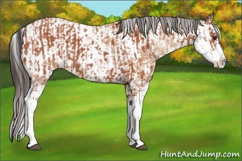Horse Color:Bay Sabino  and Amber Champagne Sabino 