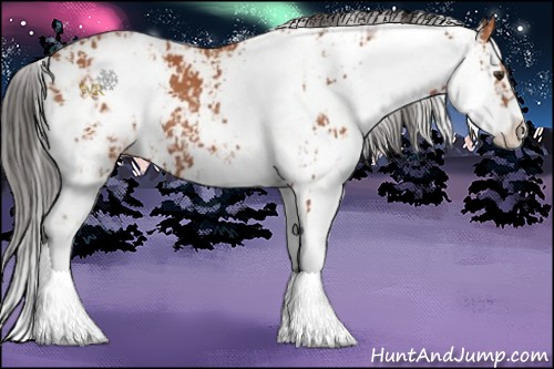 Horse Color:Bay Sabino  and Bay Sabino 