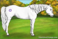 Horse Color:Gray Bay Sabino  and Gray Bay Sabino 