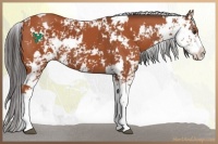 Horse Color:Bay Sabino  and Bay Sabino 