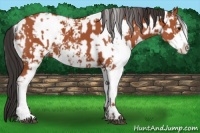 Horse Color:Bay Sabino  and Bay Sabino 