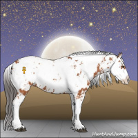 Horse Color:Bay Sabino  and Bay Sabino 