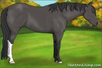 Horse Color:Black 