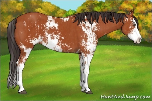 Horse Color:Bay Sabino  and Bay Sabino Splash 