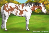 Horse Color:Bay Sabino  and Bay Sabino 