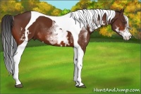 Horse Color:White Spotted Bay Tobiano Frame 