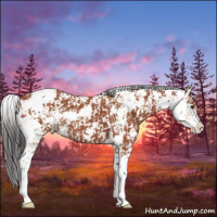 Horse Color:Bay Sabino  and Bay Sabino 