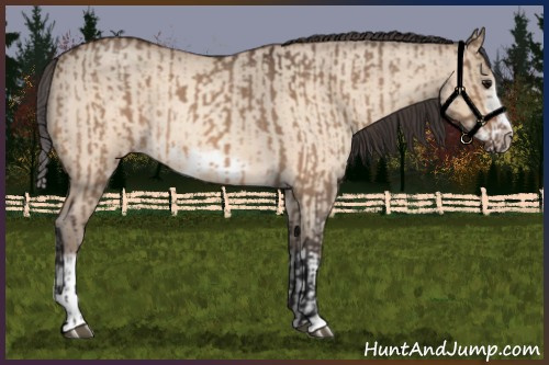 Horse Color:Bay Roan Dun Splash Frame  and Amber Champagne Roan Dun Splash Frame 