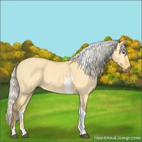 Horse Color:Silver Buckskin Dun Tobiano 