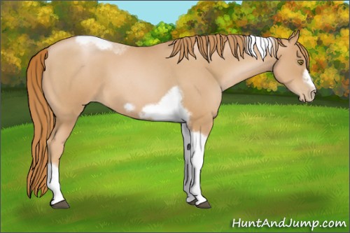 Horse Color:Red Roan Pearl Tobiano Frame 