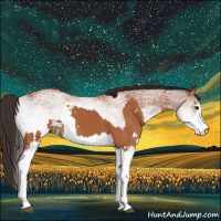 Horse Color:Bay Sabino  and White Spotted Bay 