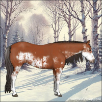 Horse Color:Bay Sabino  and Bay Sabino Frame 
