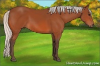 Horse Color:Silver Bay 