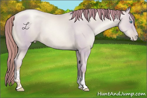 Horse Color:Watercolor Amber Cream Champagne Pearl Tobiano 