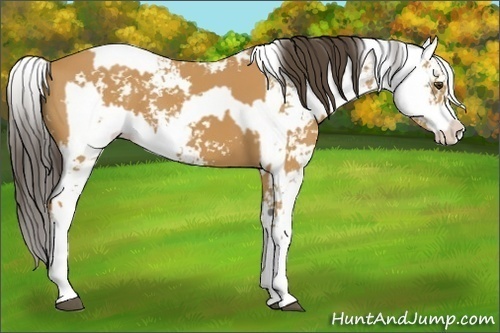 Horse Color:Buckskin Sabino  and Buckskin Sabino 