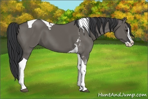 Horse Color:Grullo Splash Tobiano
