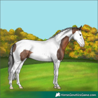 Horse Color:Brown Splash Tobiano Rabicano 
