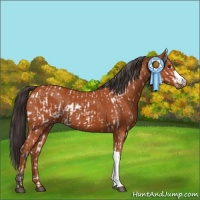 Horse Color:Bay Sabino  and Bay 