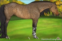 Horse Color:Buckskin Dun Rabicano