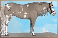 Horse Color:White Spotted Silver Grullo Splash