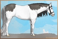 Horse Color:Grullo Sabino Splash 