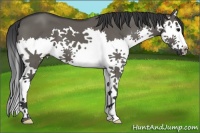 Horse Color:Grullo Splash 
