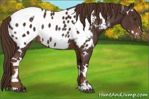 Horse Color:White Spotted Liver Chestnut Appaloosa Rabicano 