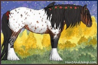 Horse Color:Bay Near Leopard 